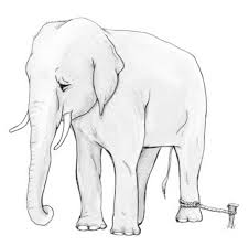 투자전략: 벼룩, 코끼리 예시 2개 3 image 282